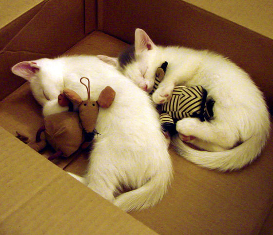 速度与激情，当F1科技风暴遇上乌克兰足球的破局之战