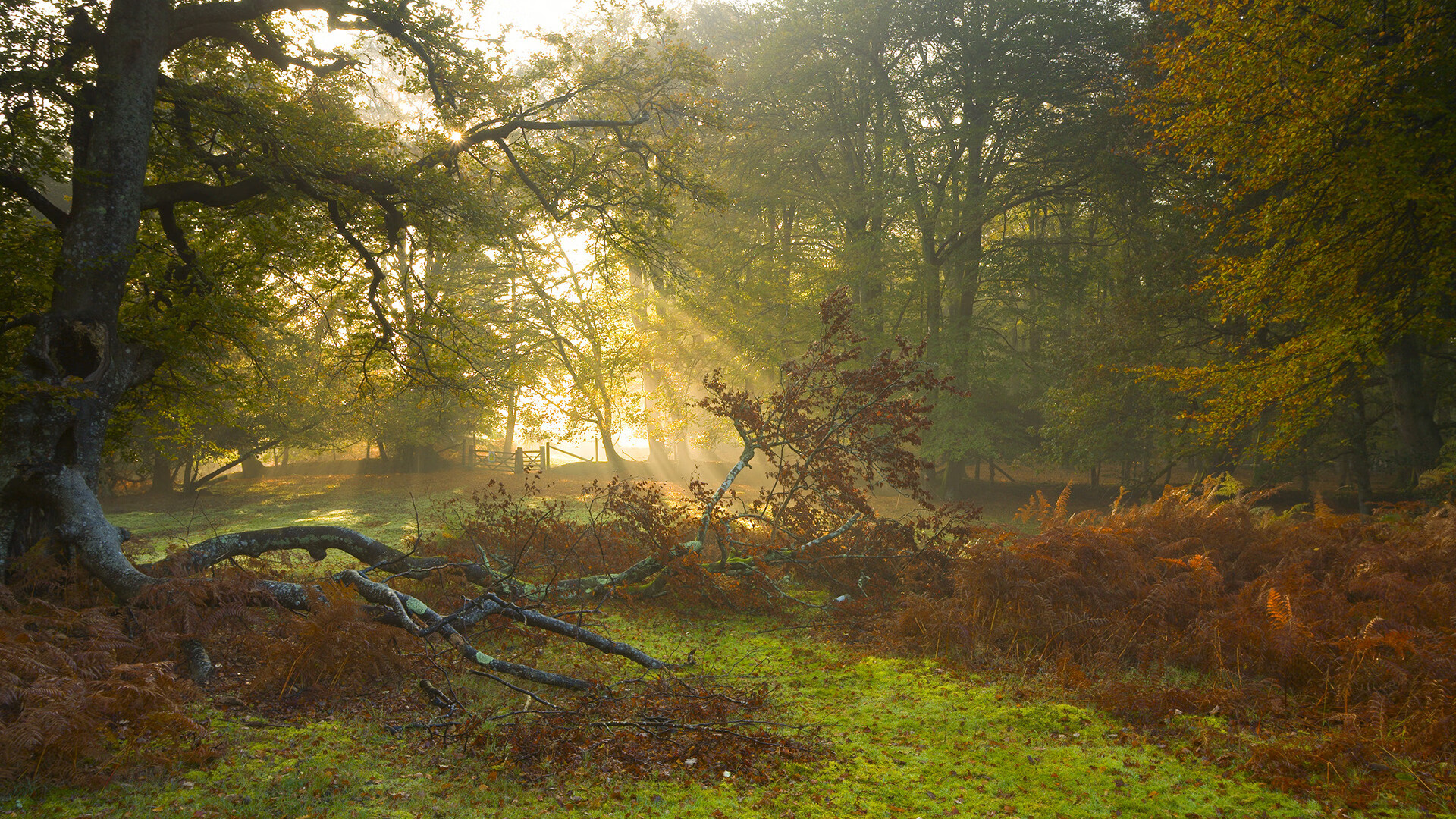 三笘薰爆发，个体的锐利锋芒，能否照亮里昂压哨绝杀的幽微本质？