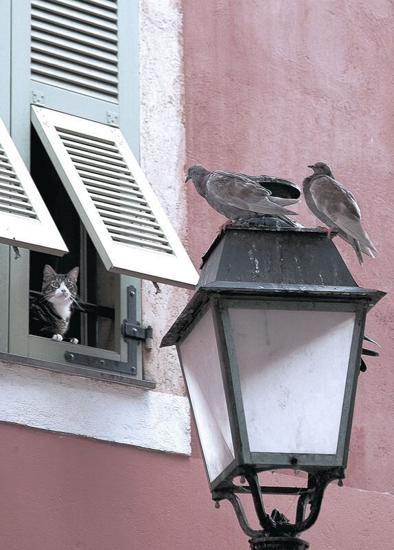 霍勒迪掌控节奏，雷霆提前终结开拓者悬念