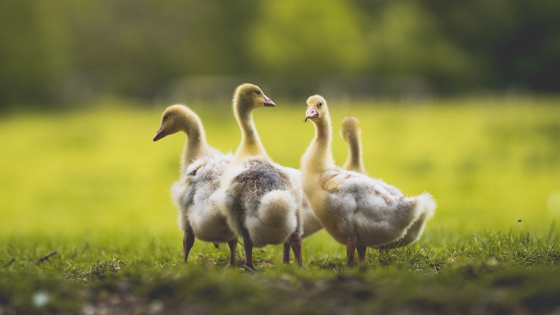 金瞳焚城记，哈兰德攻防两端的统治，多特蒙德争冠战血性战胜尤文