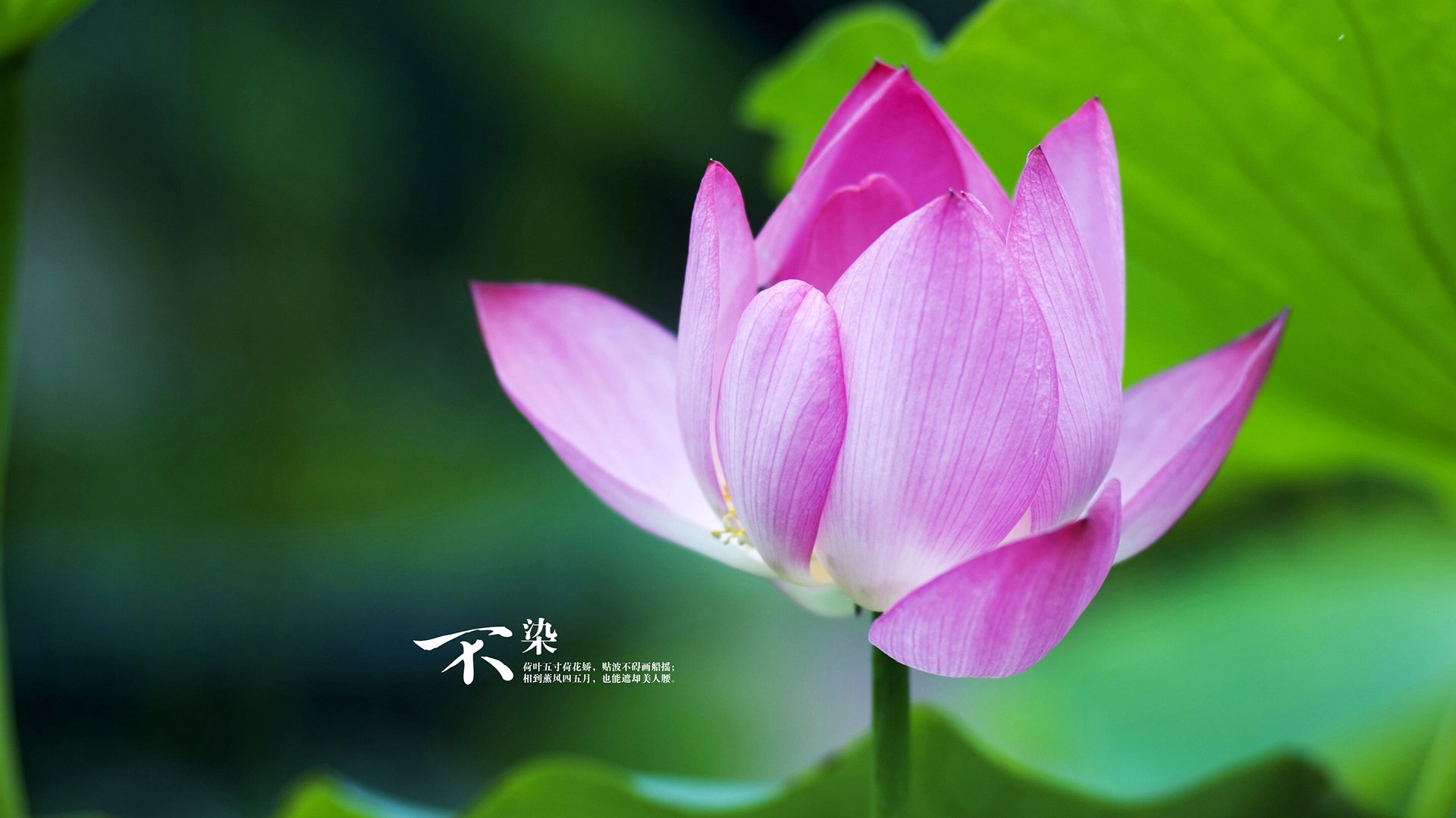 福登神级演出,当英超魔术师令圣西罗陷入寂静,切尔西的叹息与米兰的顿悟