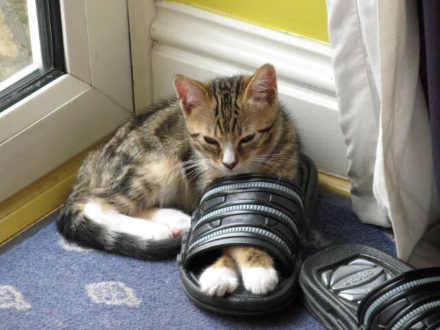 篮球跨界奇迹，辽宁队在美加墨世界杯焦点战中横扫雄鹿队