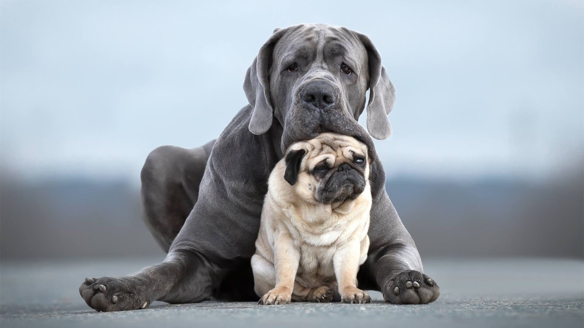 欧冠改制震惊世界,秘鲁国家队历史性杀入淘汰赛,伯纳乌鏖战力克北欧黑马冰岛